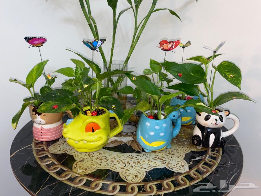 نباتات في المدينه64510154180227111