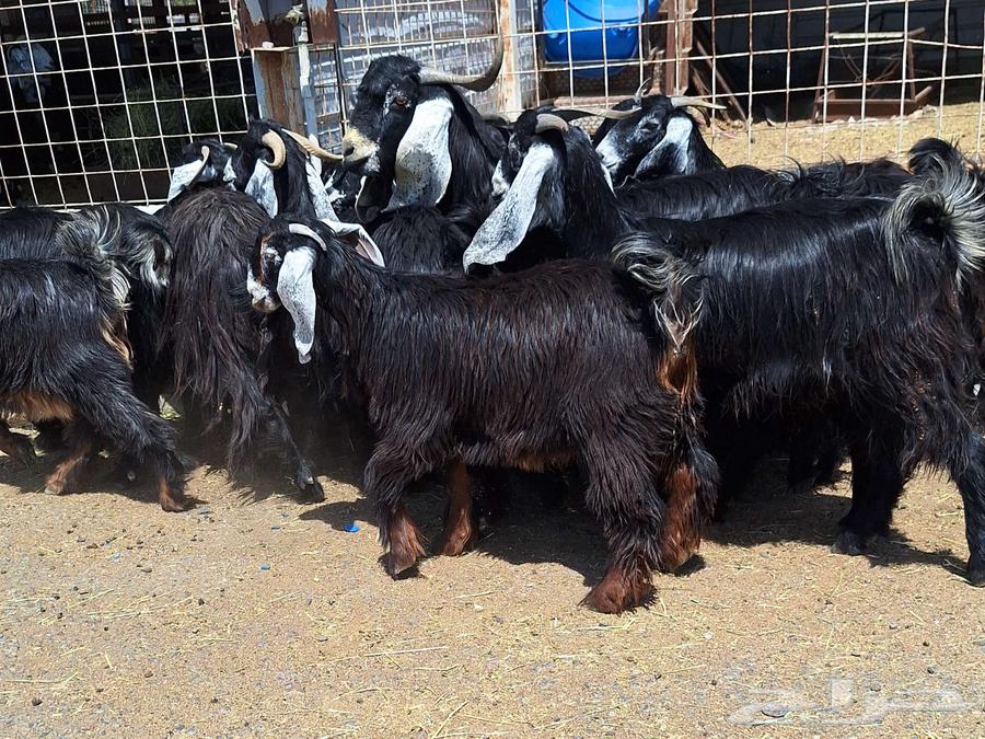 جفرات عوارض مقاني صنف منايح العدد 15 با الفحل دفيع للقناي64505121320706110