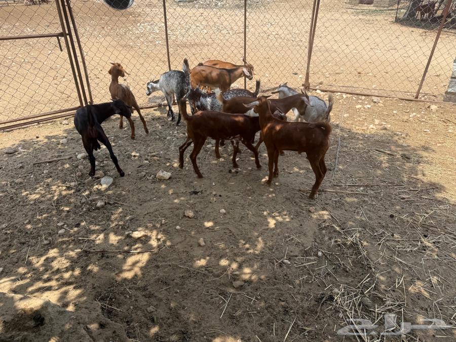 Tayos64505259497985110