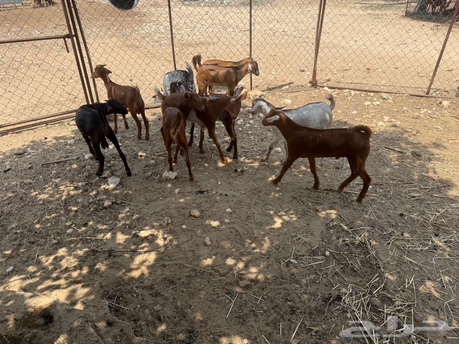 Tayos64505259497985111