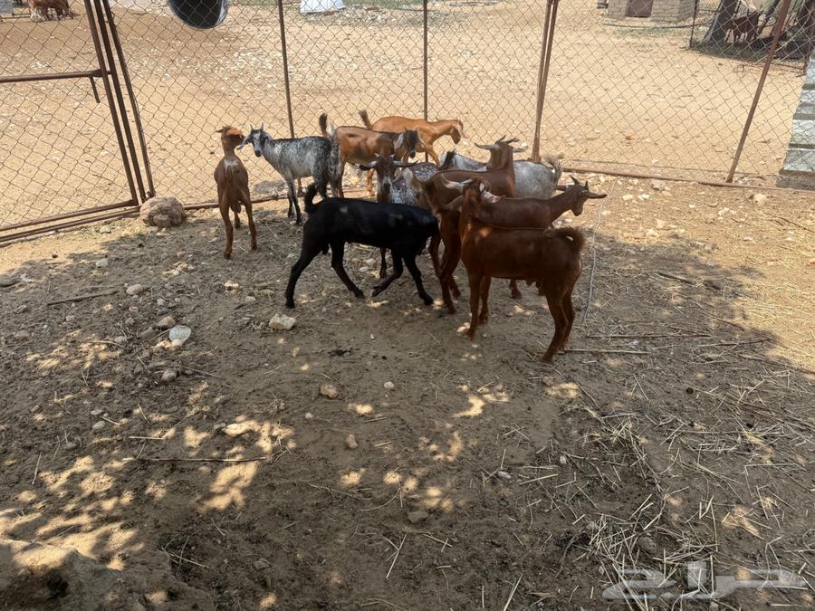 Tayos64505259497985112