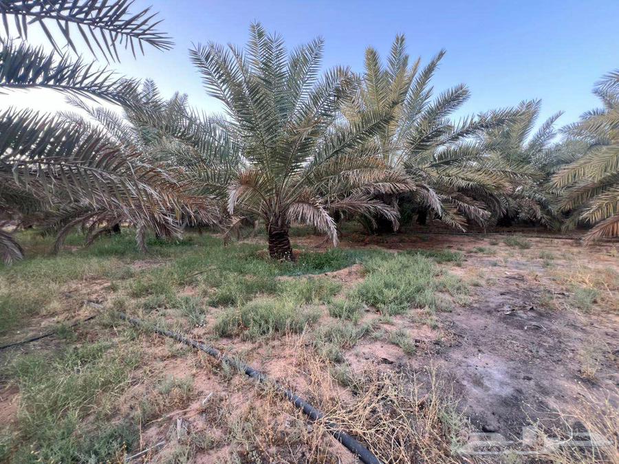 مزرعة للبيع