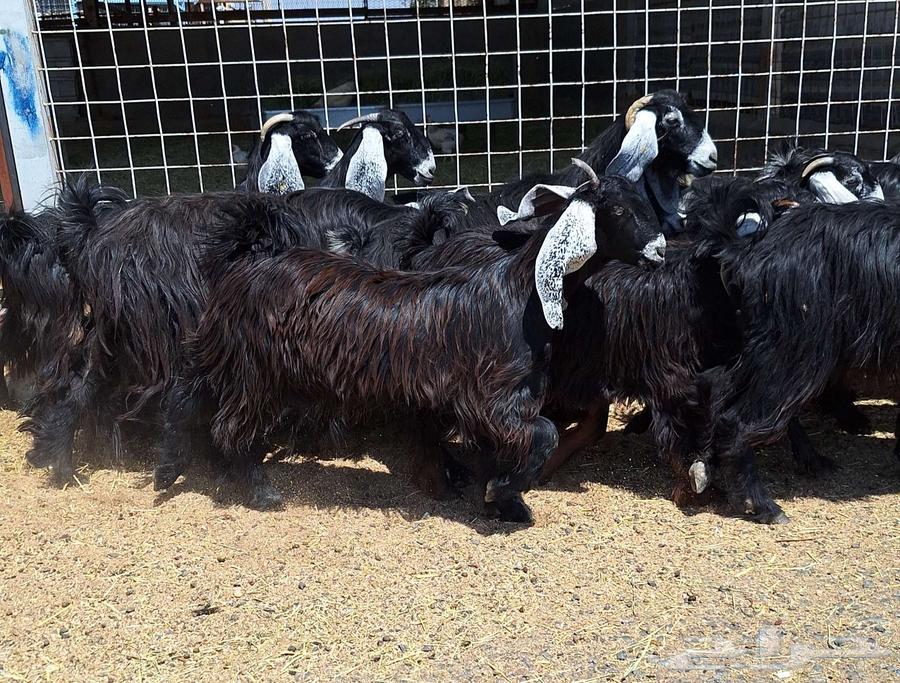 جفرات عوارض مقاني صنف منايح العدد 15 با الفحل دفيع للقناي64505121320706112