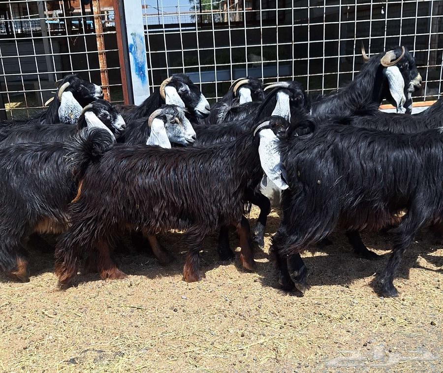 جفرات عوارض مقاني صنف منايح العدد 15 با الفحل دفيع للقناي64505121320706114