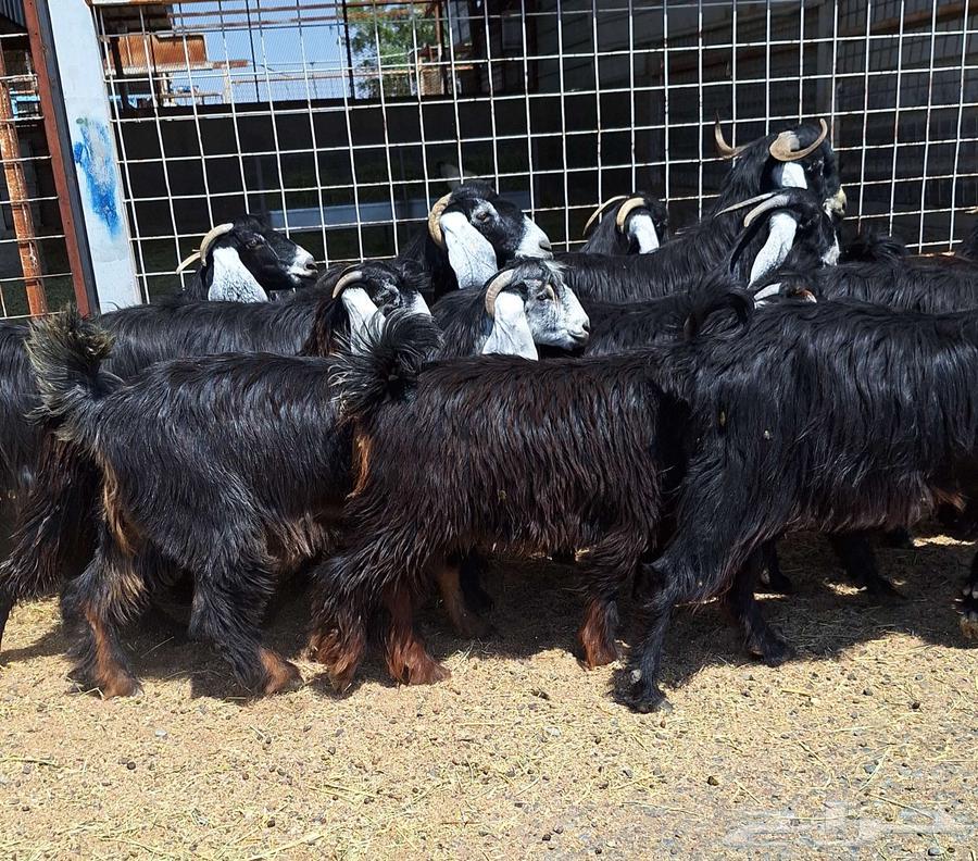 جفرات عوارض مقاني صنف منايح العدد 15 با الفحل دفيع للقناي64505121320706111