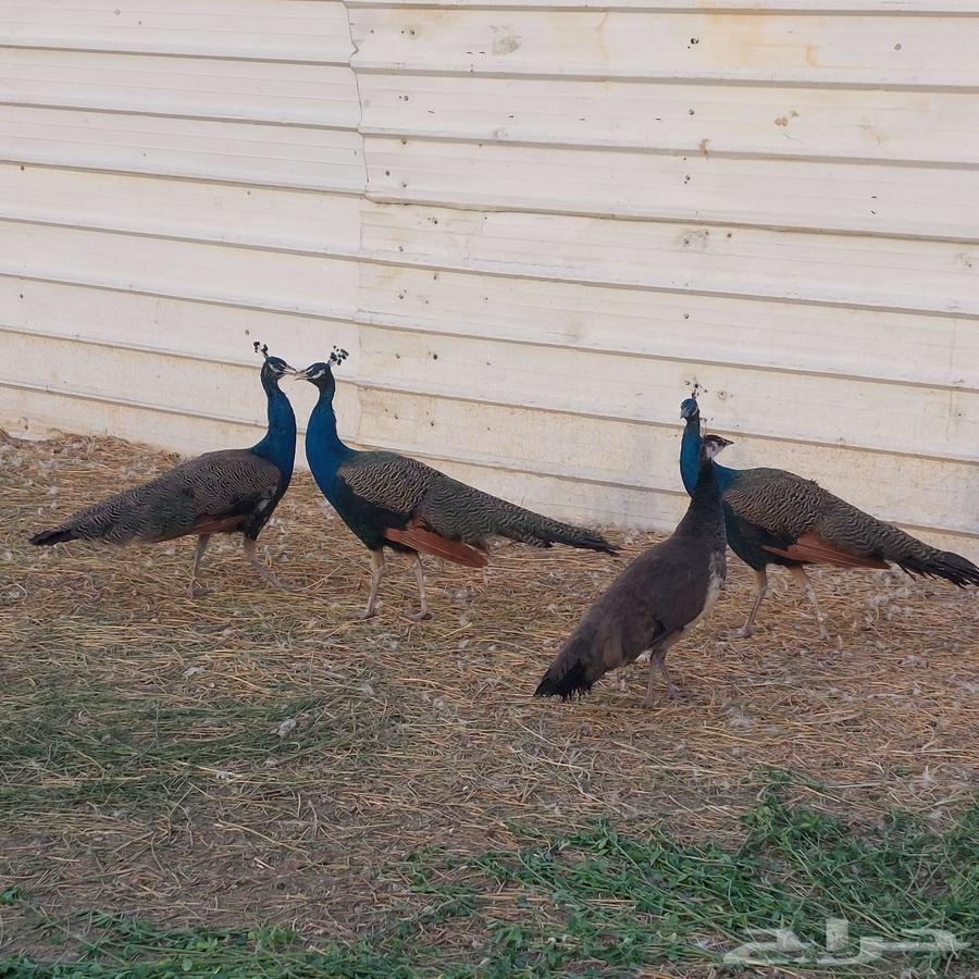 طاووس هندي للبيع64509054884355110