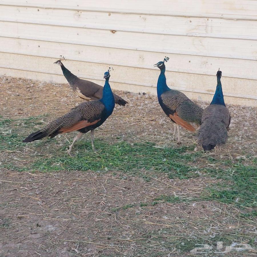 طاووس هندي للبيع64509054884355111