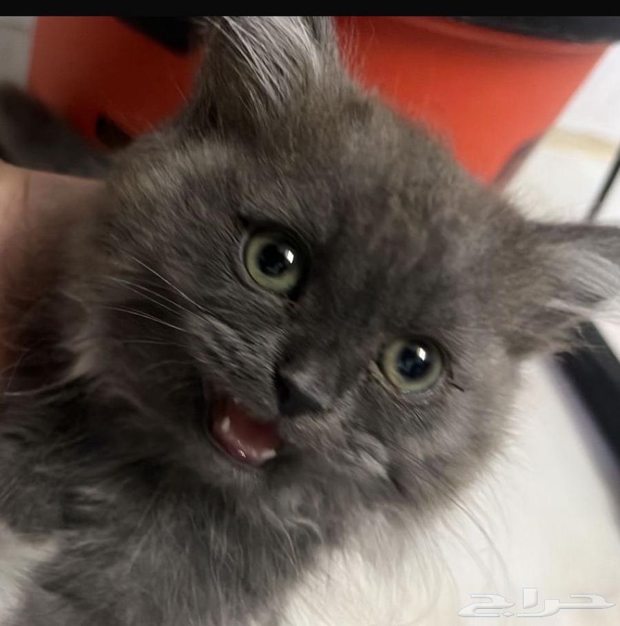 قط للبيع64508831383810110