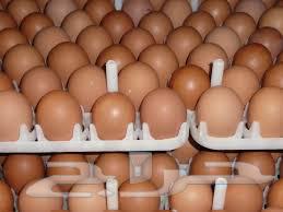 Fertile Eggs   3 SAR Each64512804583683112