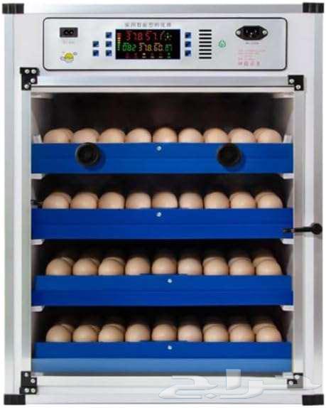 Fertile Eggs   3 SAR Each64512804583683110
