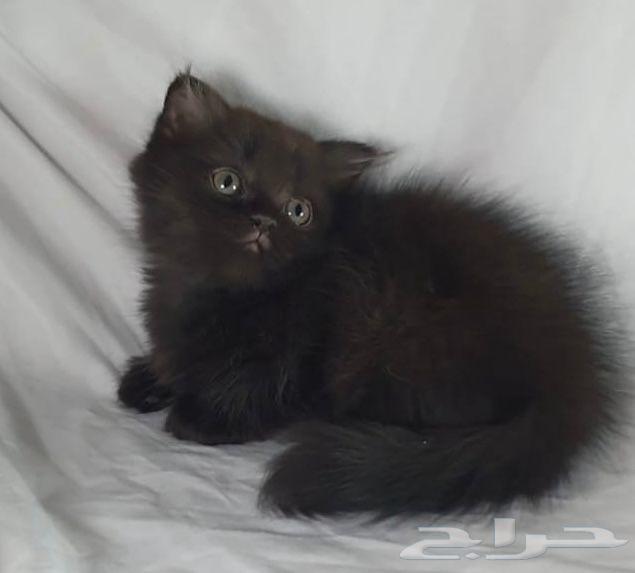 للبيع سكوتش64519073816194114