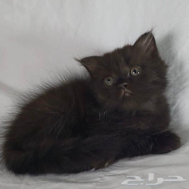 للبيع سكوتش64519073816194111