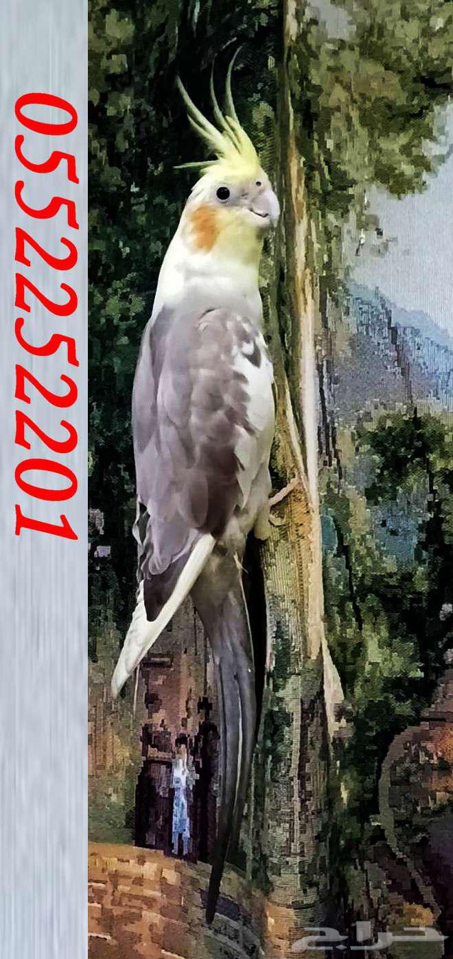 كروان مفقود في المدينة المنورة جائزة 500 ريال64512120679937110