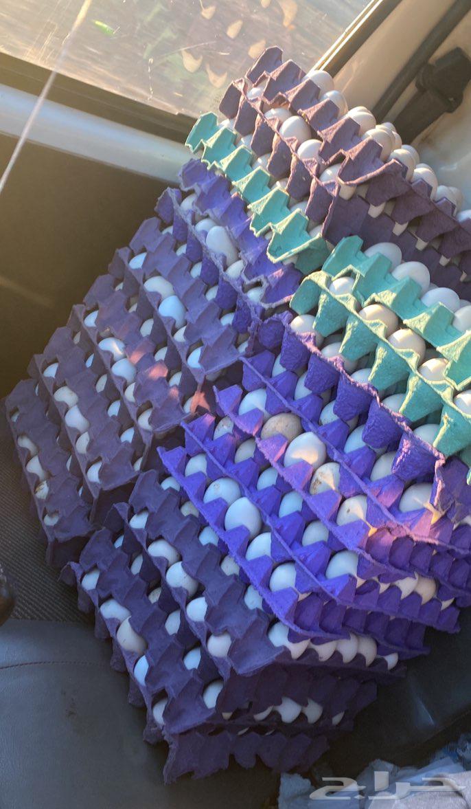 بيض بلدي64516353827457110