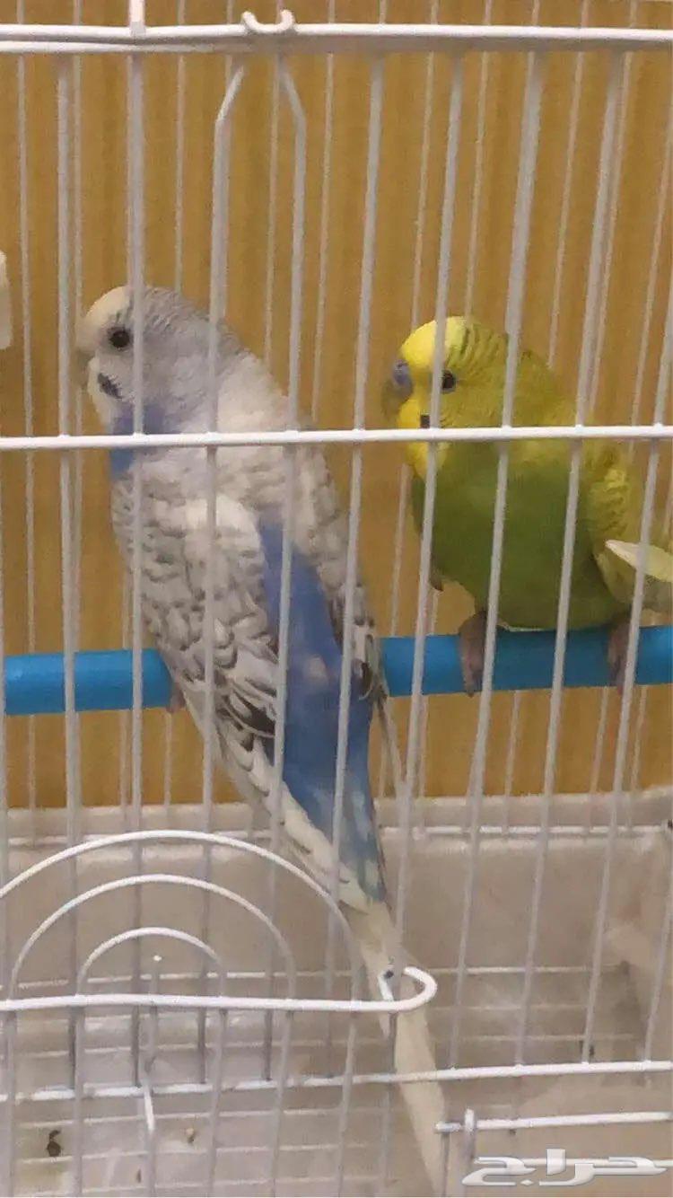 طيور البادجي جاهزه للانتاج64426928711553110