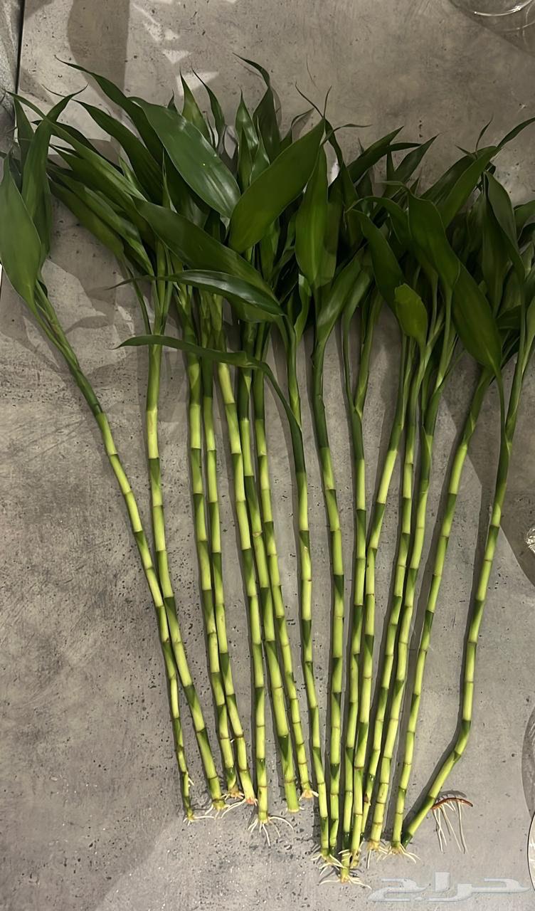 بامبو للبيع ب5ريال فقط64514886681347110