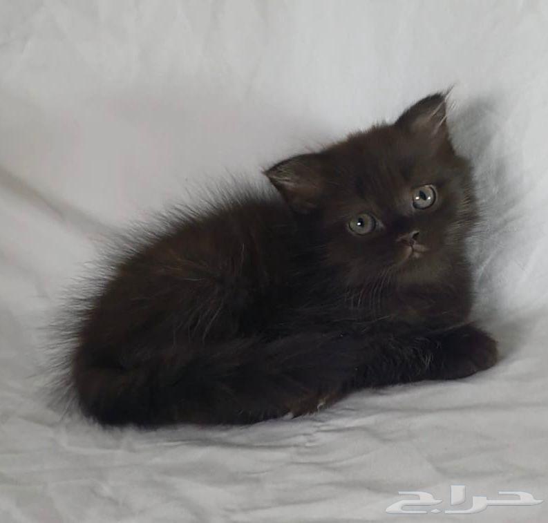 للبيع سكوتش64519073816194113