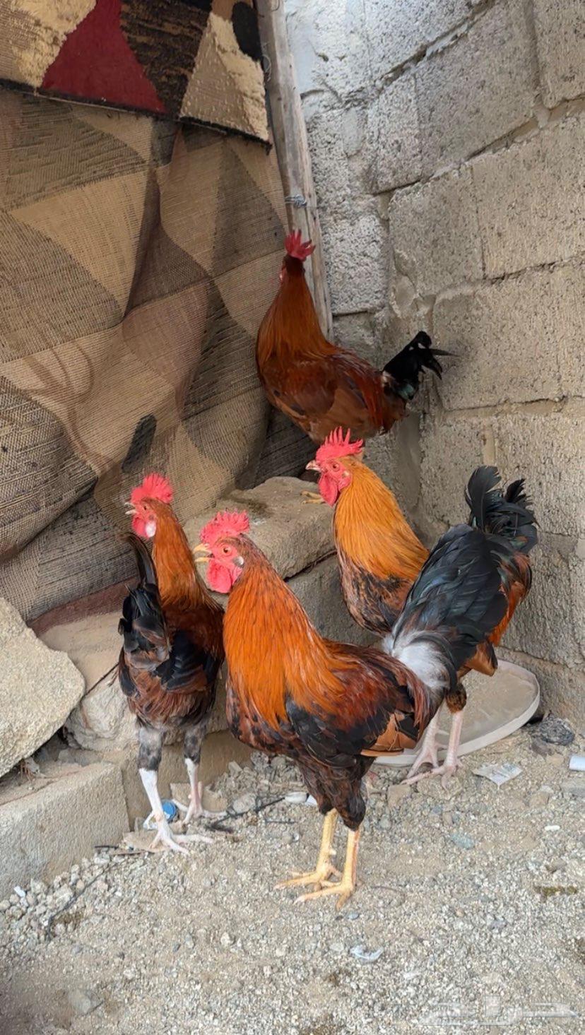 ( تم البيع ) دجاج بلدي ذكور64518690555523110