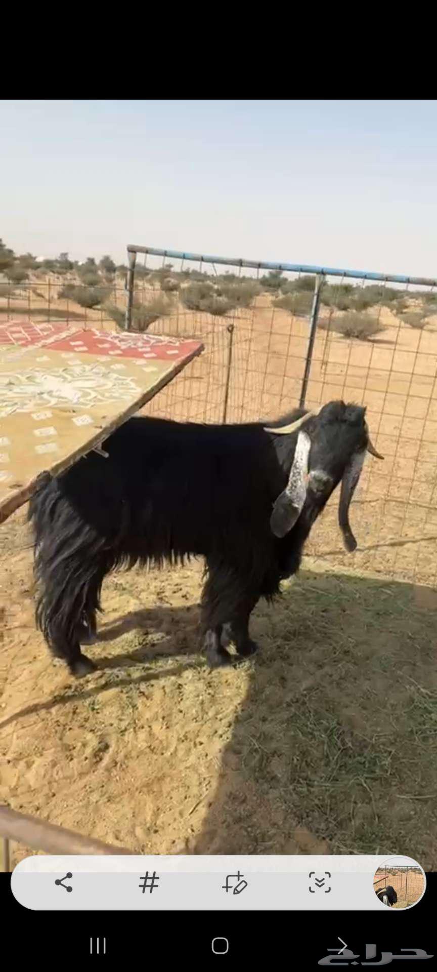 تيس عارضي.. سلاله طيبه64515850064642111