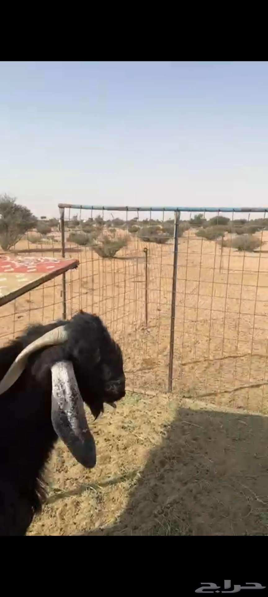 تيس عارضي.. سلاله طيبه64515850064642110