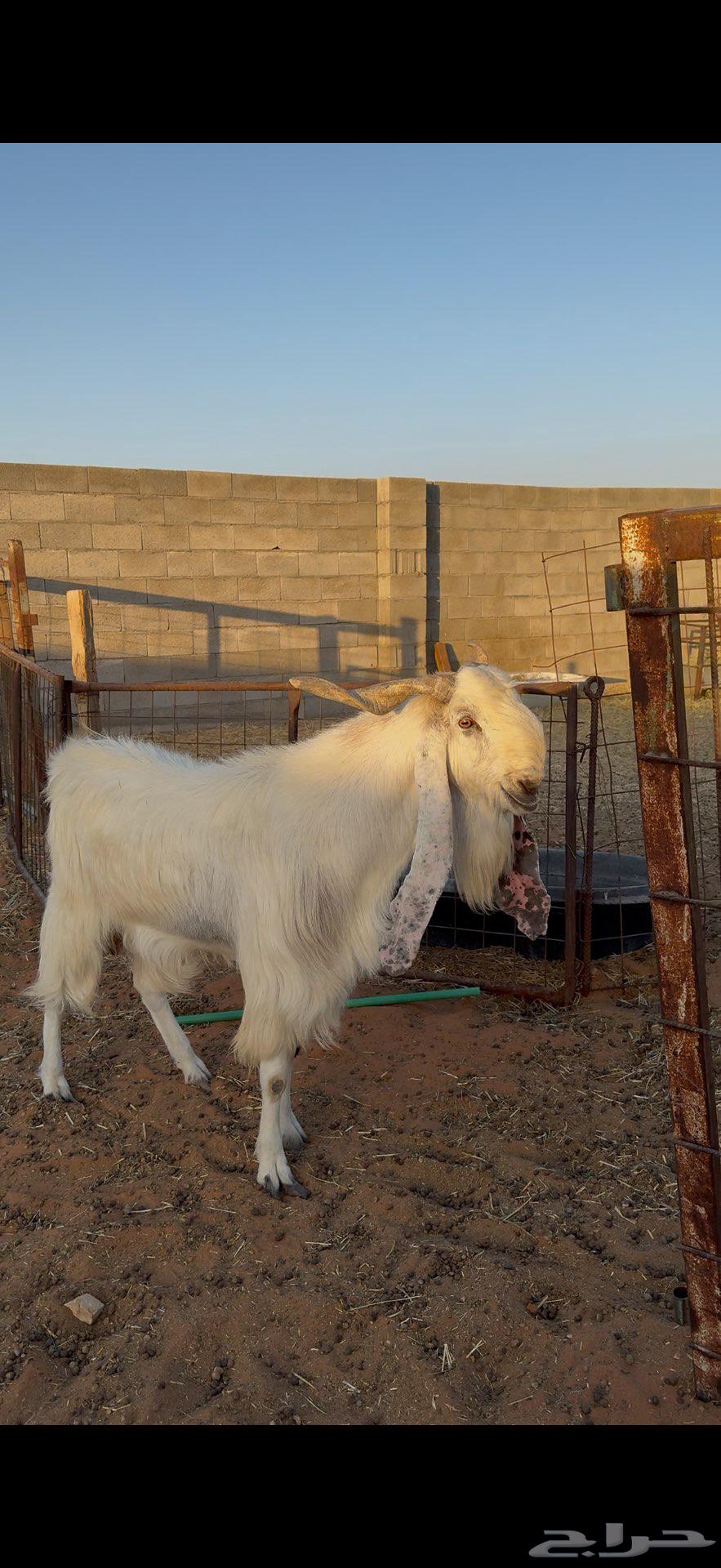 للبيع تيس فحل64515025371009111