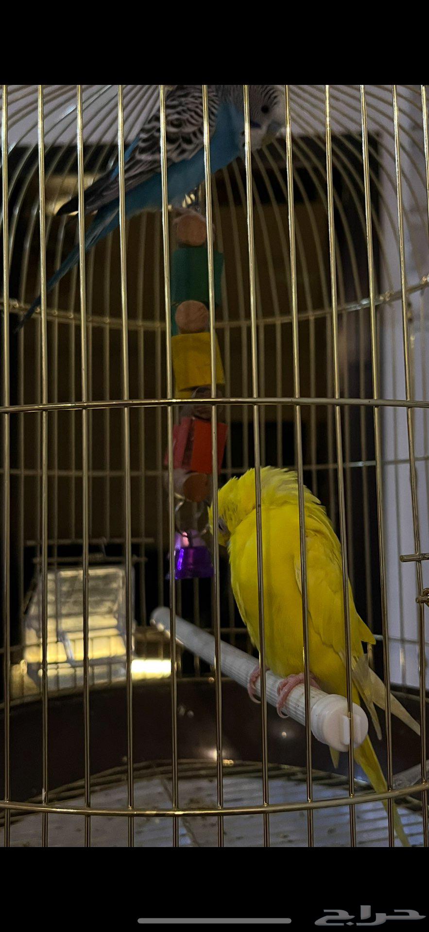 طيور الحب بادجي للبيع64515556843778110