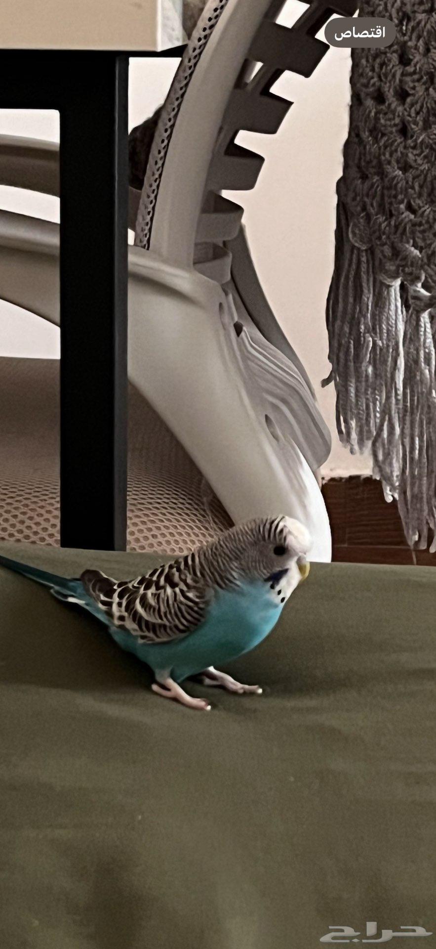 طيور الحب بادجي للبيع64515556843778111