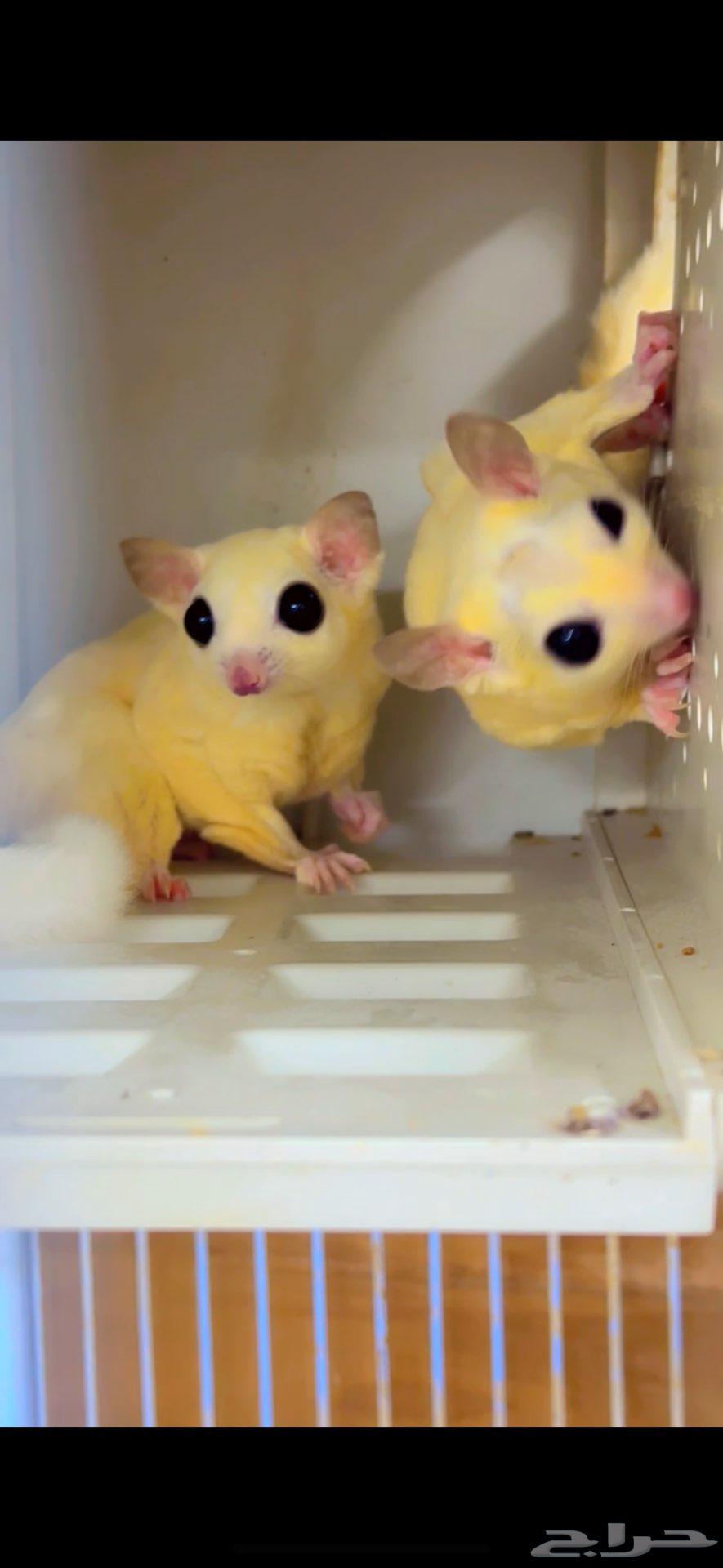 Flying Squirrel Pair, Ino Sugar with Black Eyes, Breeding Pair Available64511843027586110