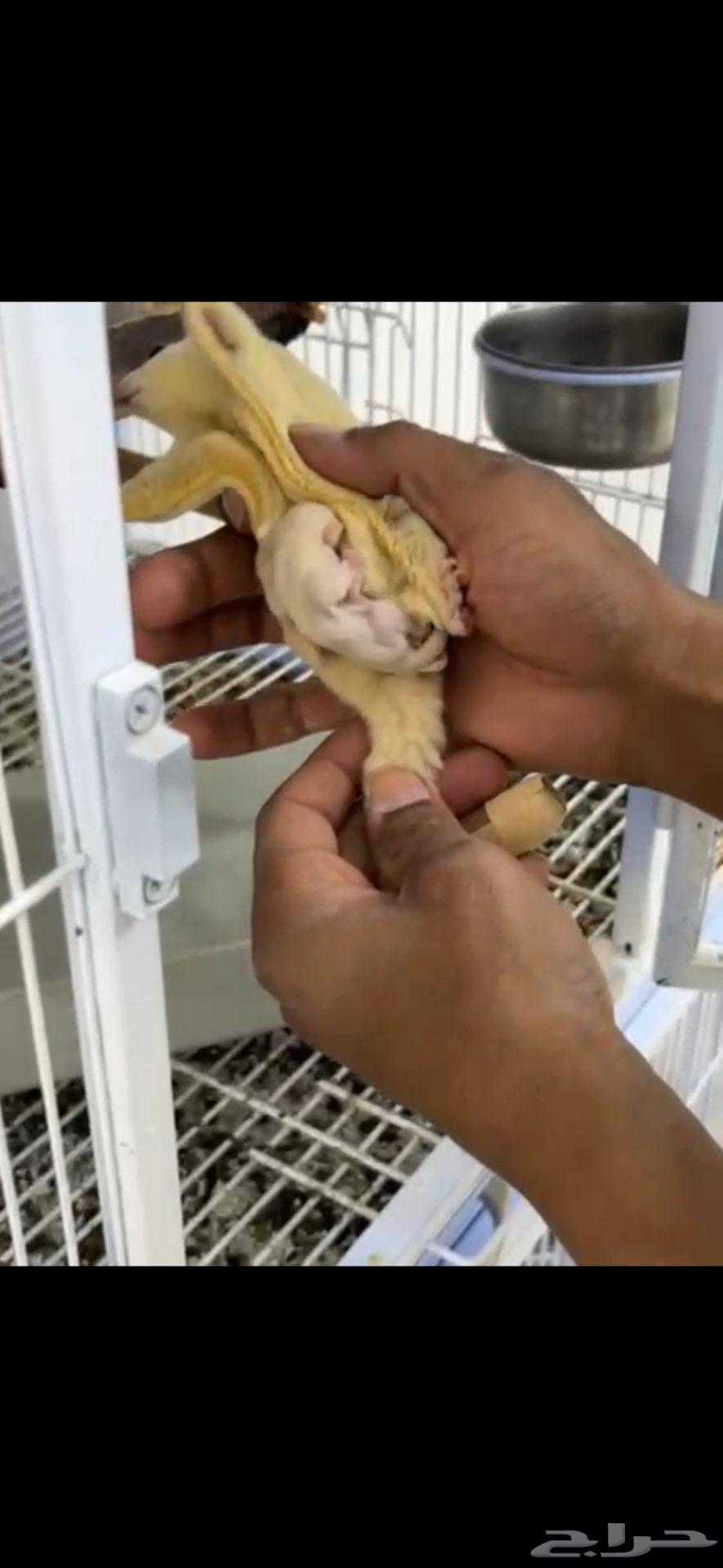 Flying Squirrel Pair, Ino Sugar with Black Eyes, Breeding Pair Available64511843027586113