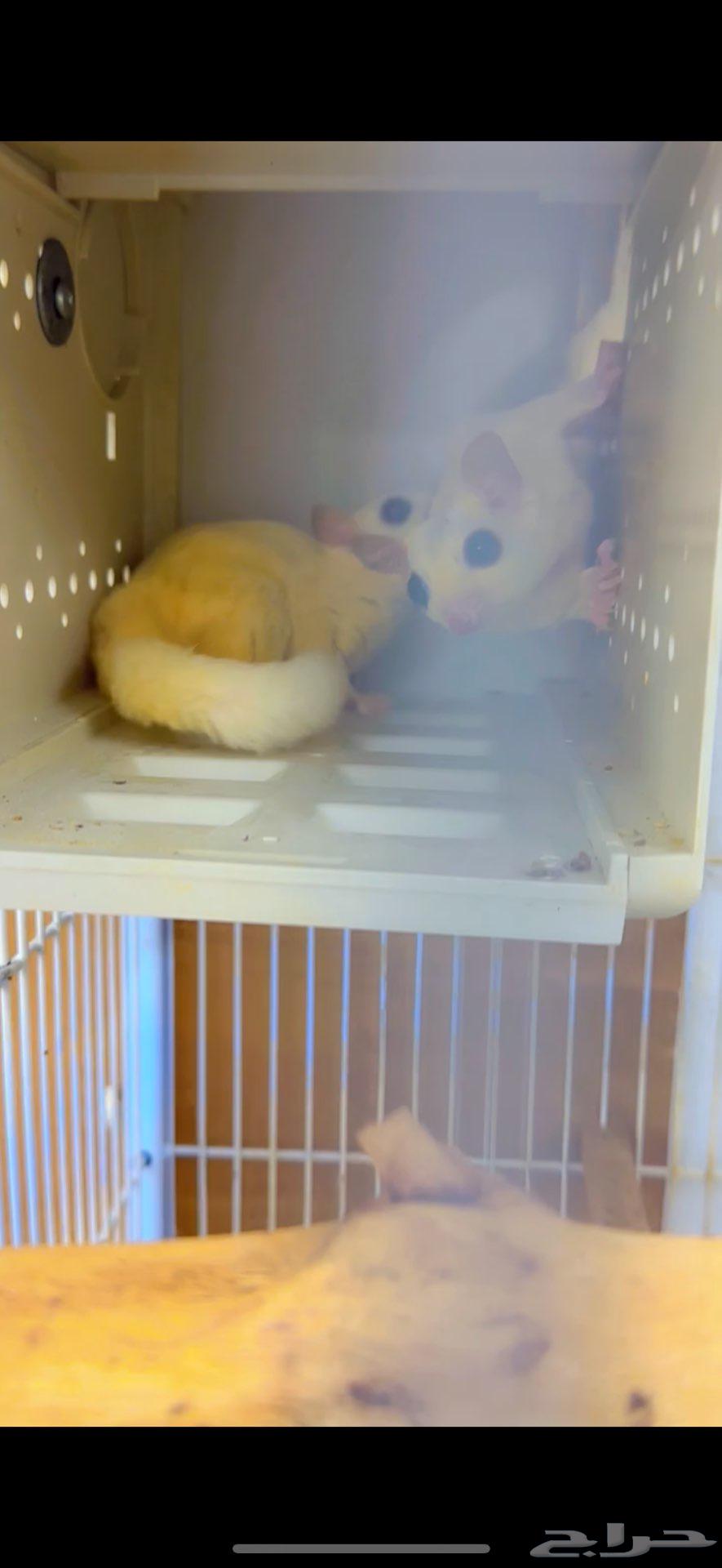 Flying Squirrel Pair, Ino Sugar with Black Eyes, Breeding Pair Available64511843027586111