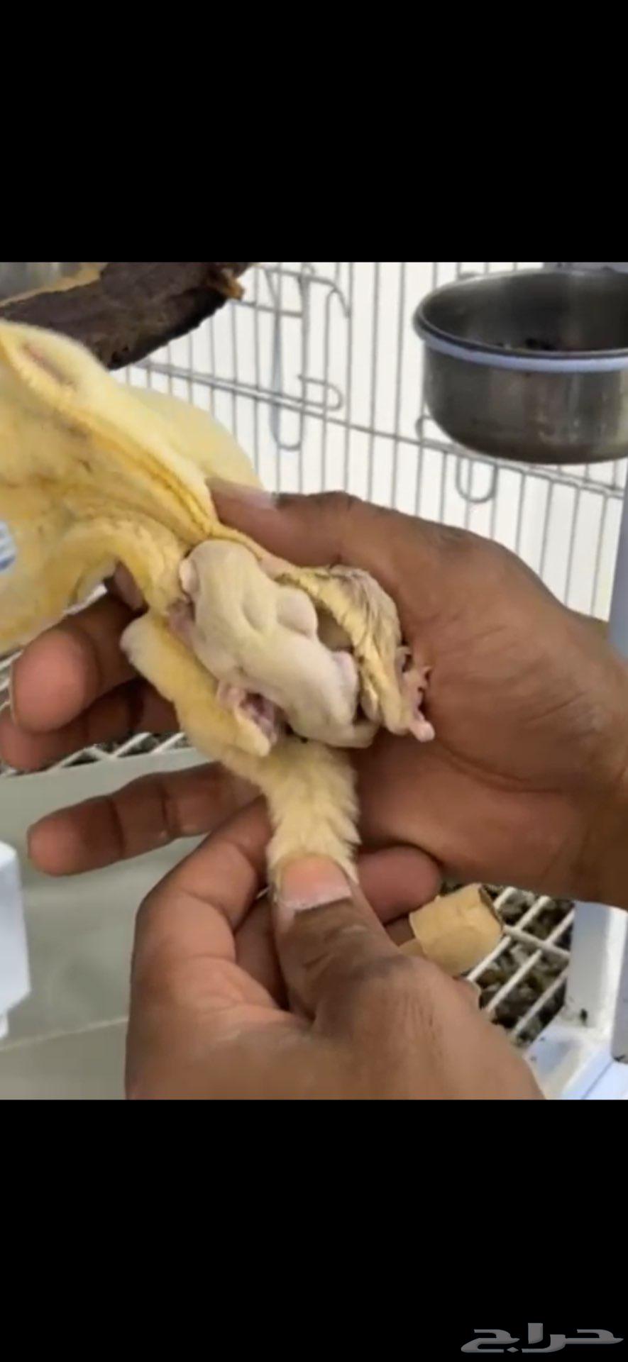 Flying Squirrel Pair, Ino Sugar with Black Eyes, Breeding Pair Available64511843027586112