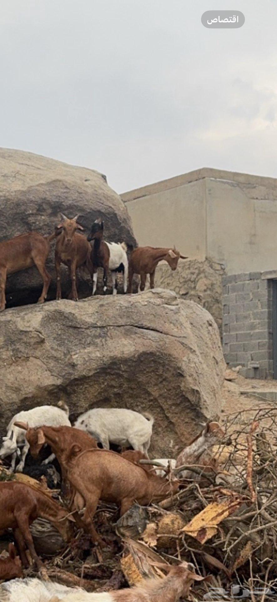 Goats for sale, local Dhim64512553050371112
