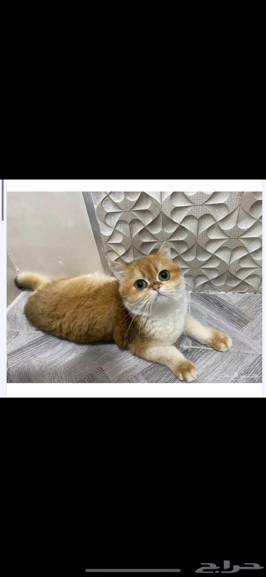 للبيع قط اسكوتش استريت قصير القامة منتج العمر سنه ونص64512748574851110