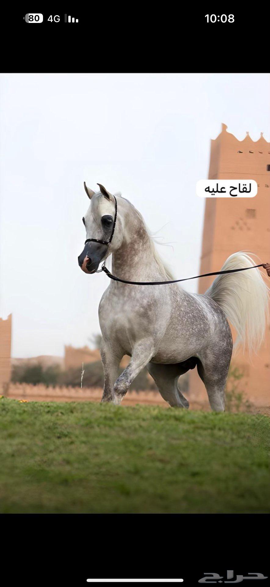 للبيع فرس شعبية64513438277890110