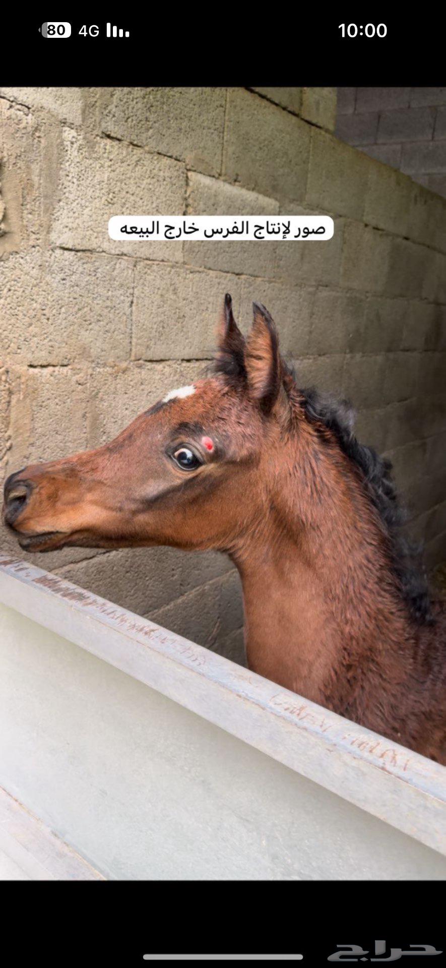 للبيع فرس شعبية64513438277890114