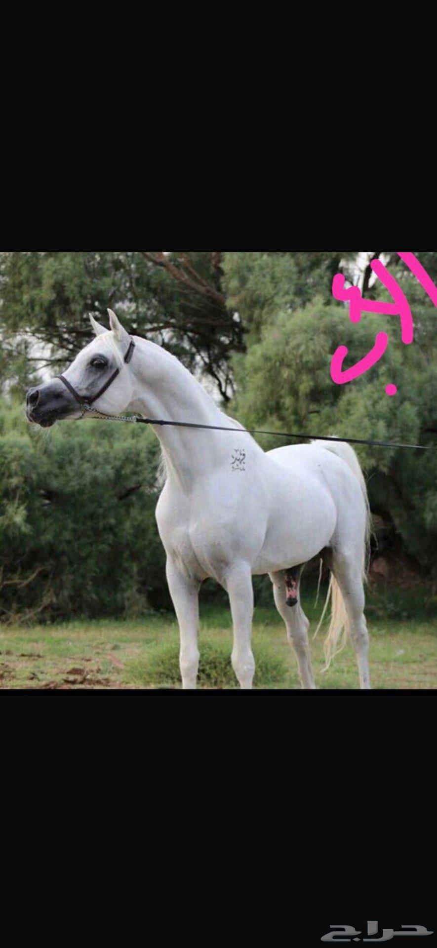 للبيع فرس شعبية64513438277890111