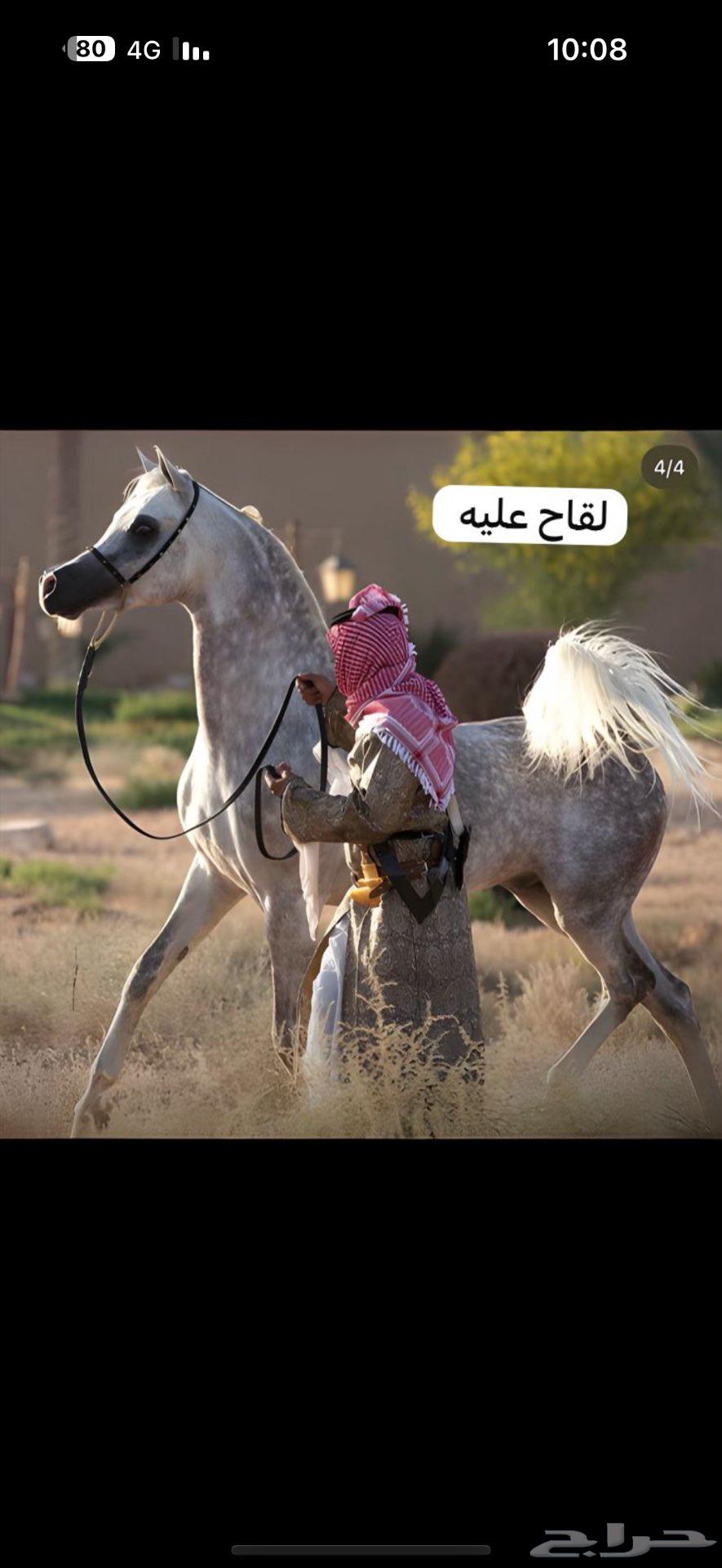 للبيع فرس شعبية64513438277890112