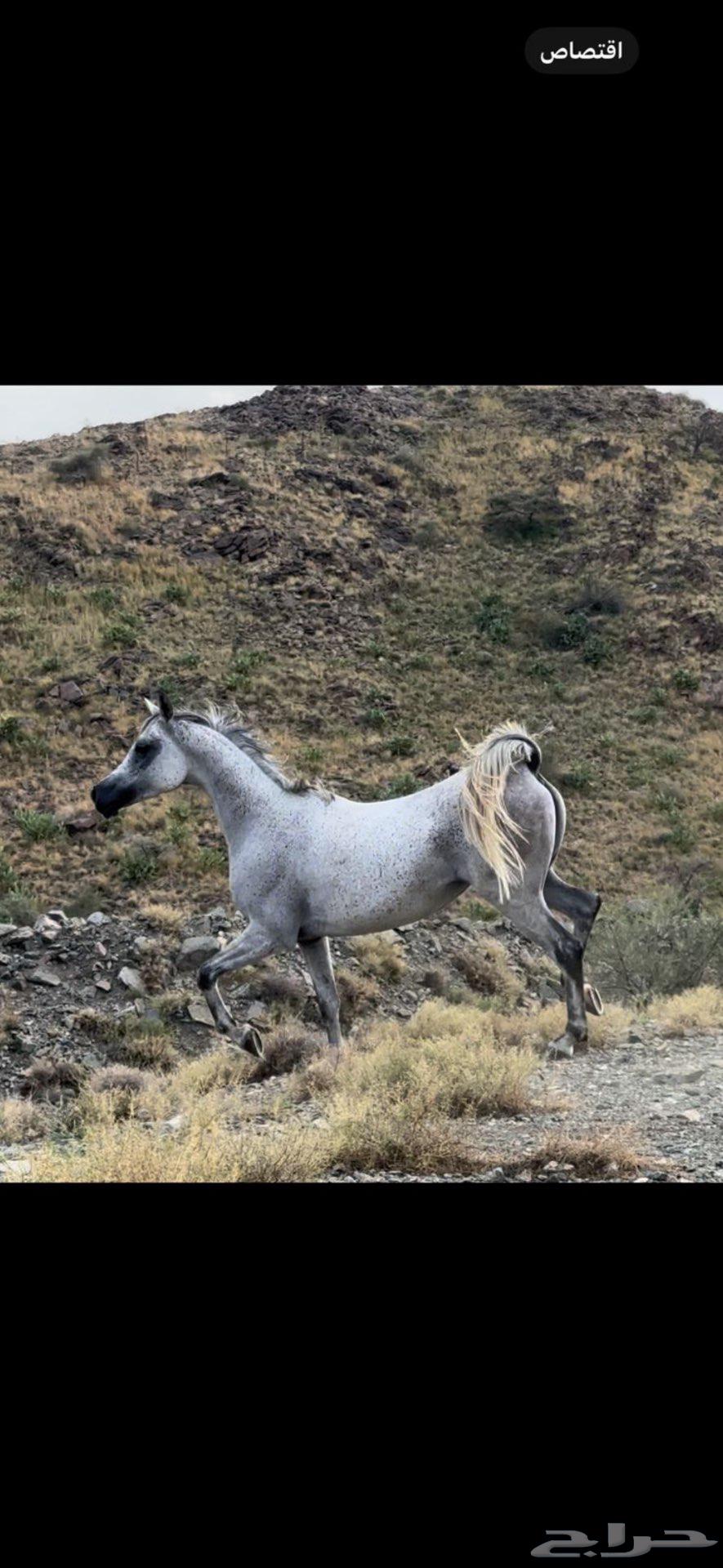 للبيع فرس شعبية64513438277890113