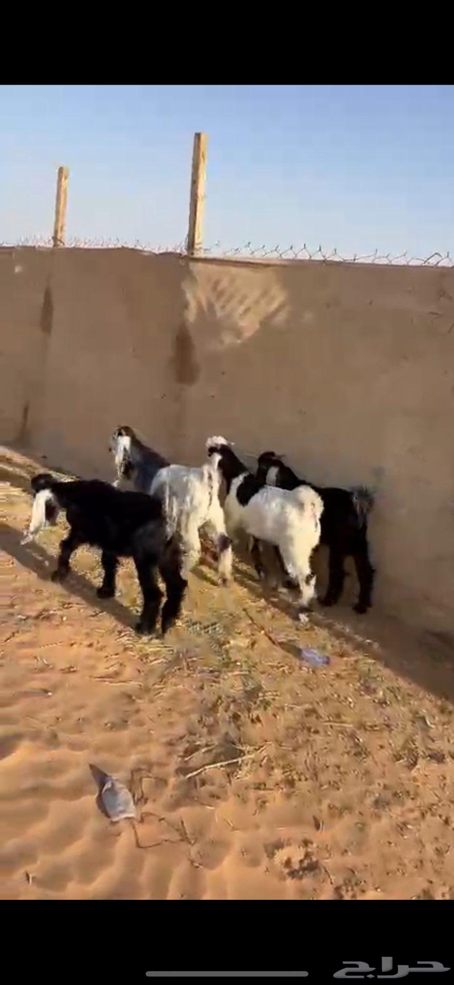 تيوس كفو وهرافى نجد((( تم البييع الله يبارك للجميع )))64514499916034113