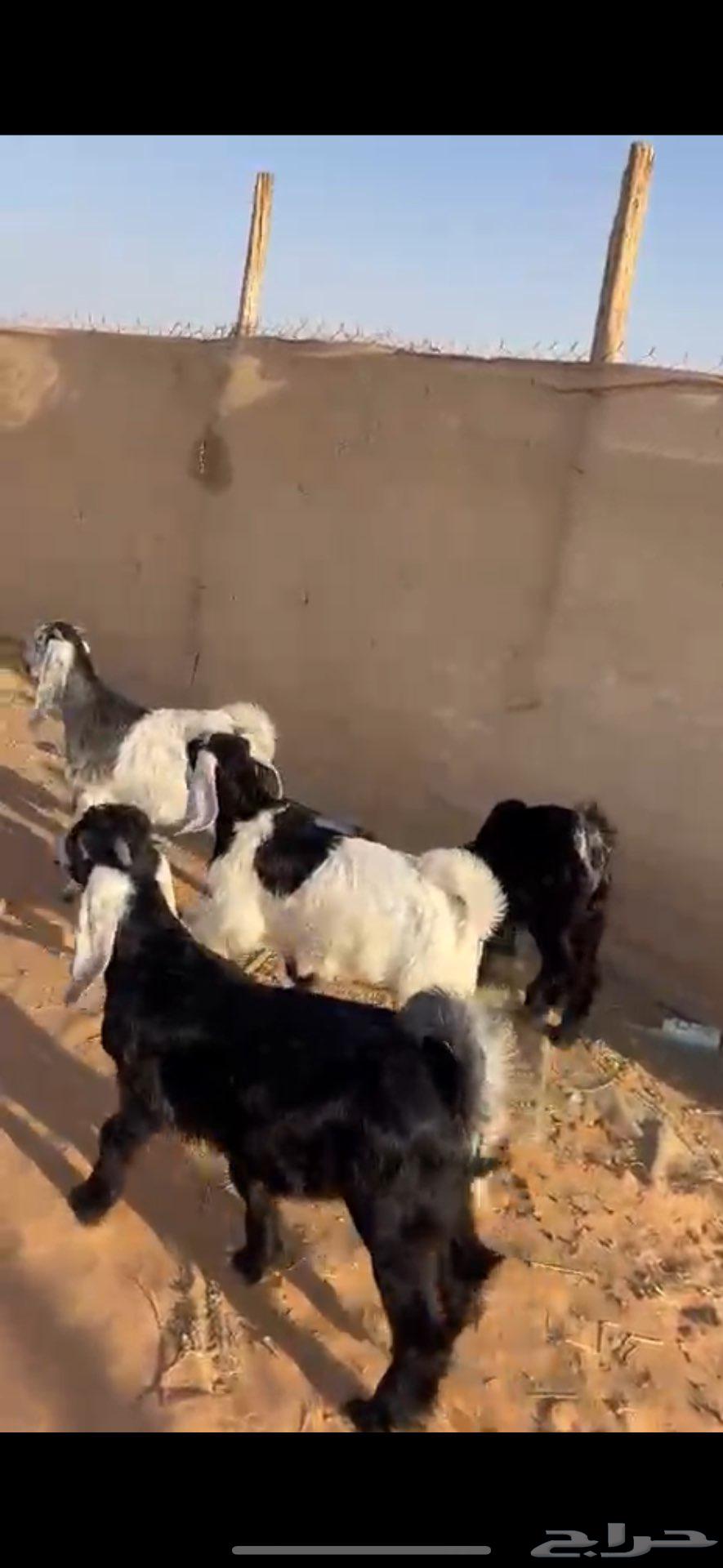 تيوس كفو وهرافى نجد((( تم البييع الله يبارك للجميع )))64514499916034111