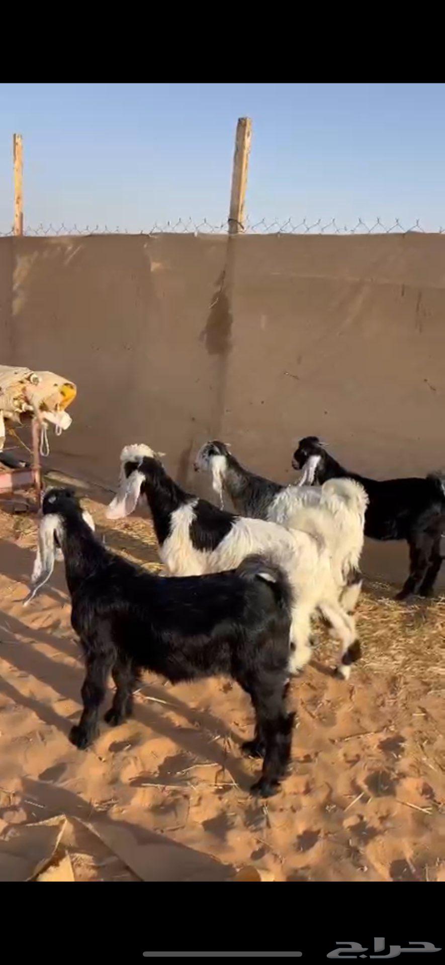 تيوس كفو وهرافى نجد((( تم البييع الله يبارك للجميع )))64514499916034110