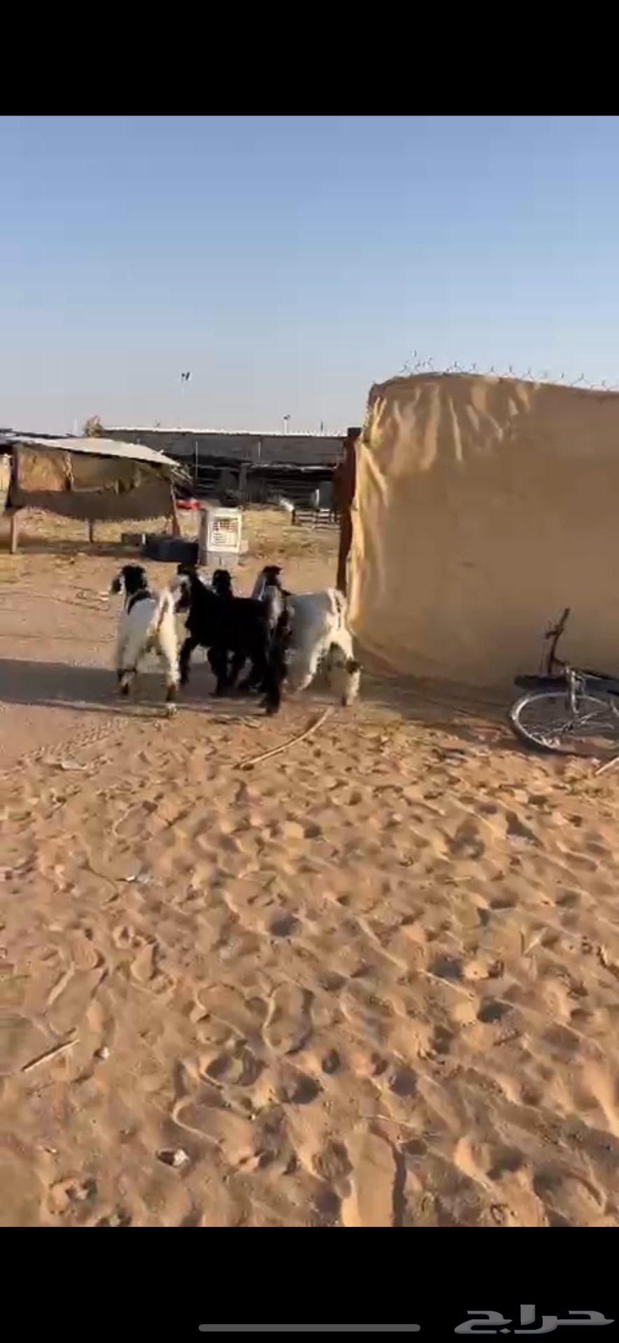 تيوس كفو وهرافى نجد((( تم البييع الله يبارك للجميع )))64514499916034112