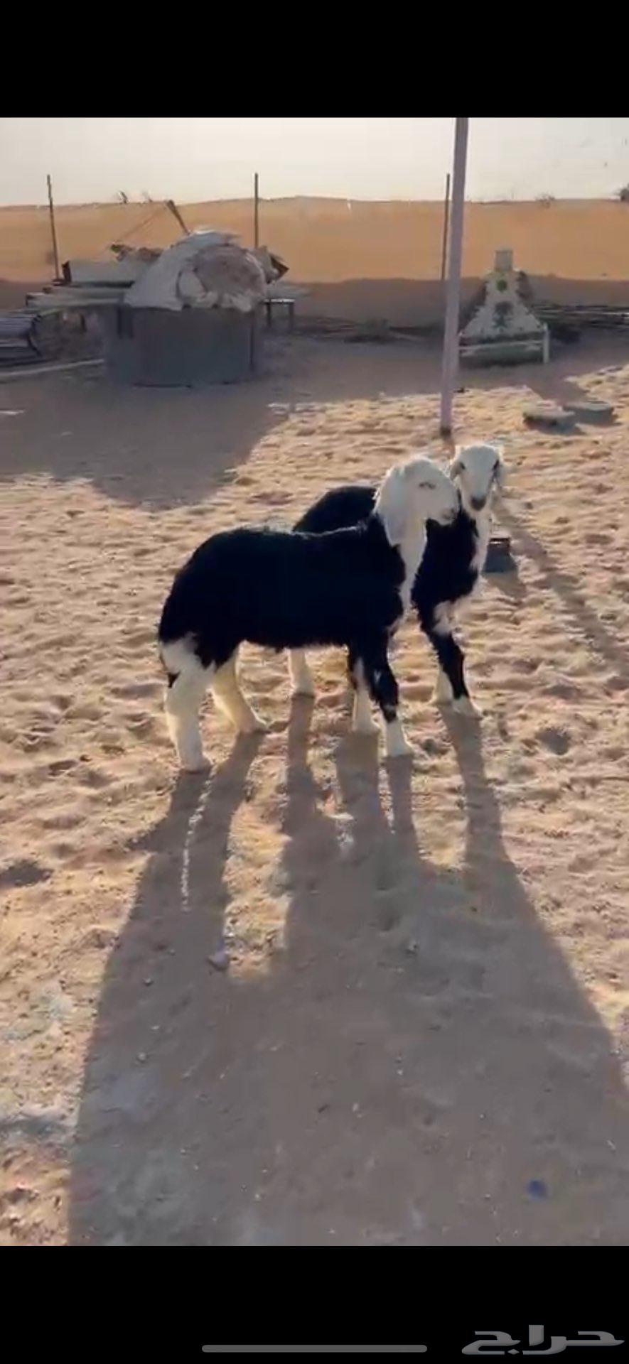 تيوس كفو وهرافى نجد((( تم البييع الله يبارك للجميع )))64514499916034114