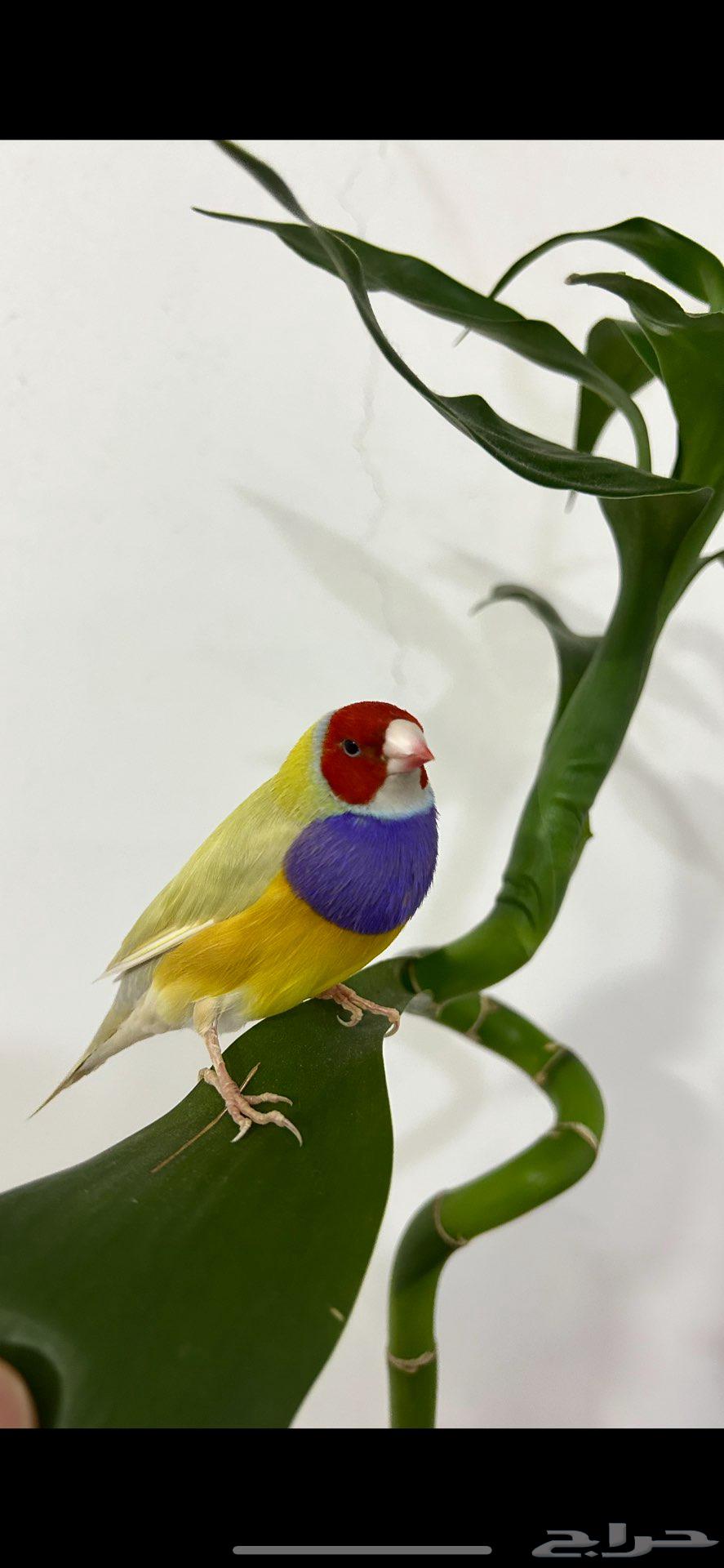 ذكر قولدن فنش (اليف)64519003129345110