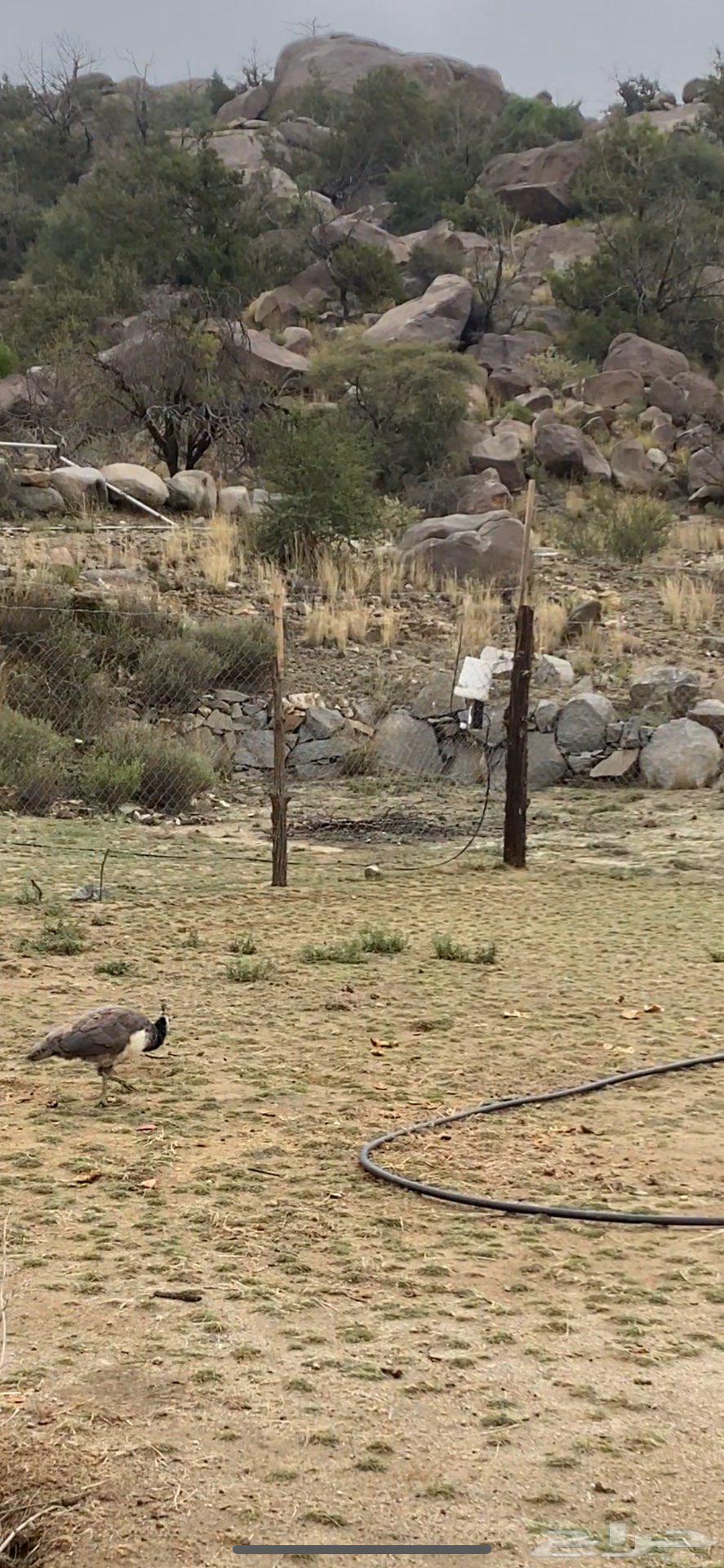 جوز طاووس للبيع لون ازرق64515332671105111