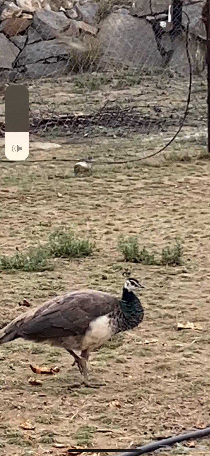 جوز طاووس للبيع لون ازرق64515332671105110