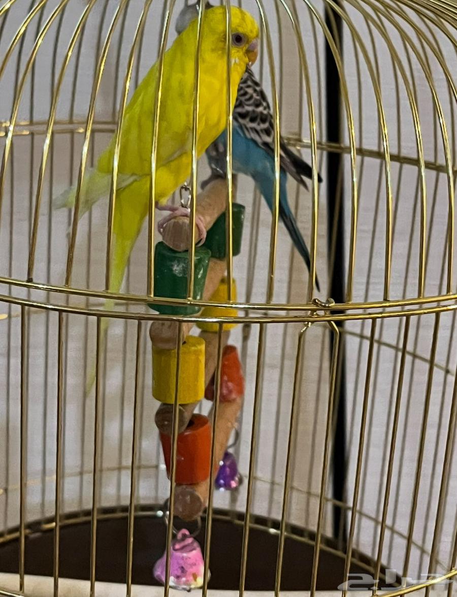 طيور الحب بادجي للبيع64515556843778112