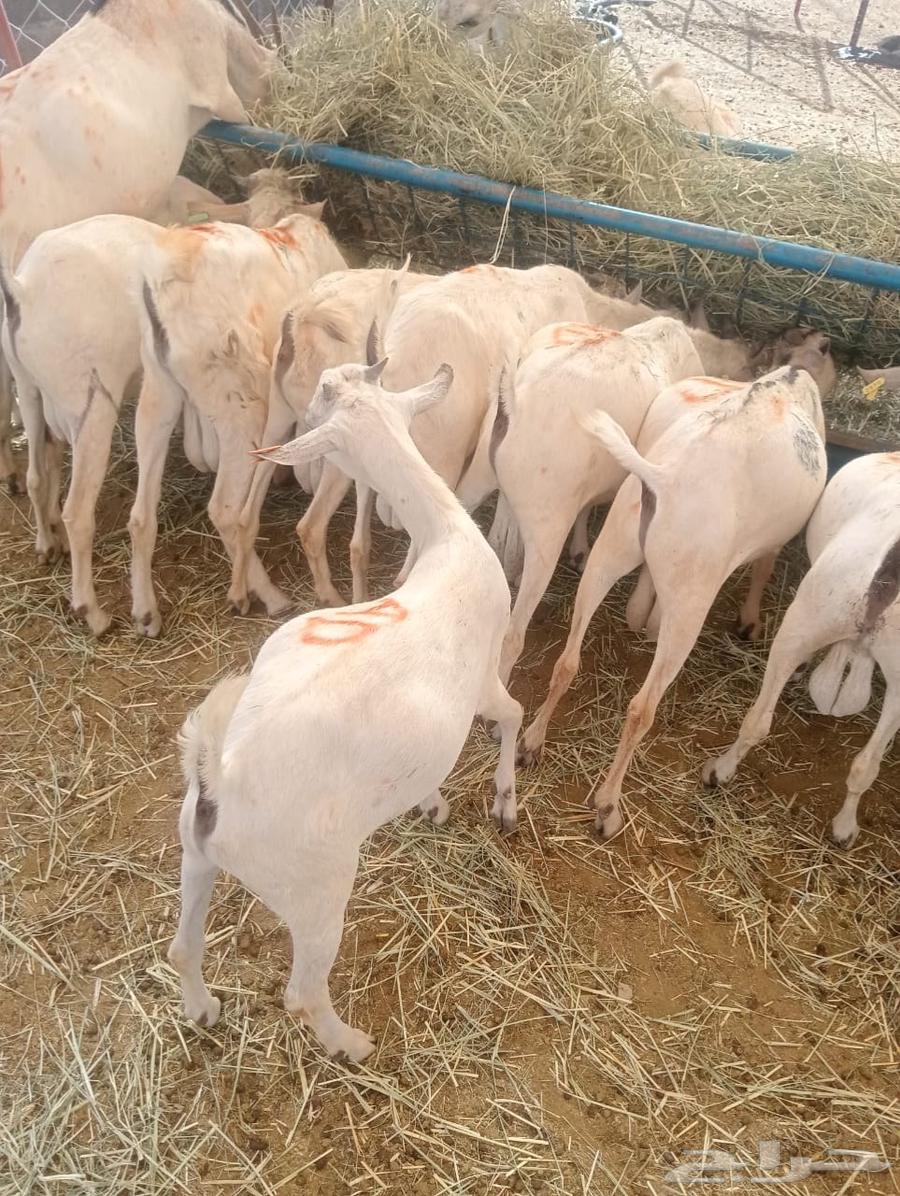 تيوس مستورده للبيع جمله وتفريد64512134453890114