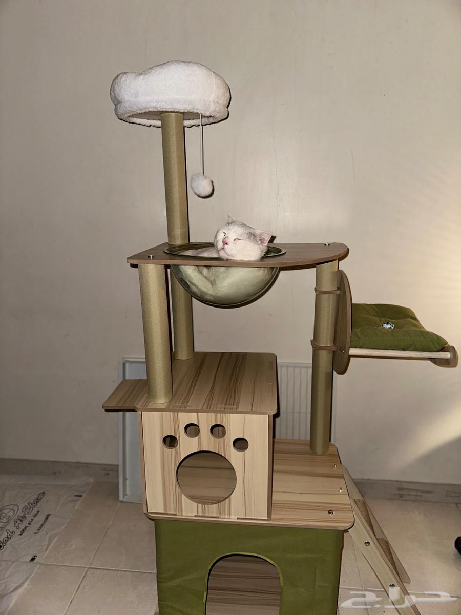 شجرة للقط جديدة new cat tree64512316196993111