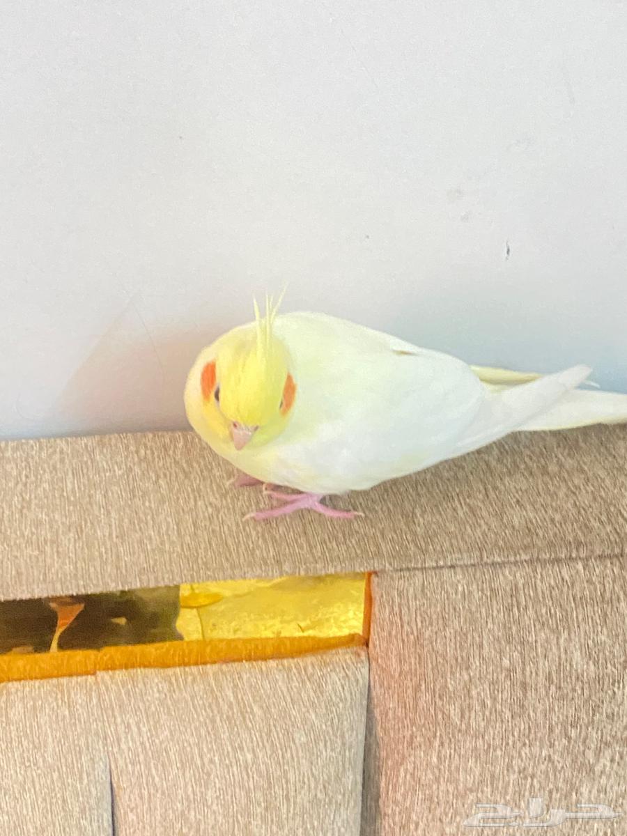 كروان ضائع حي الفهد الجنوبي تواصل على الرقم64453668969603110